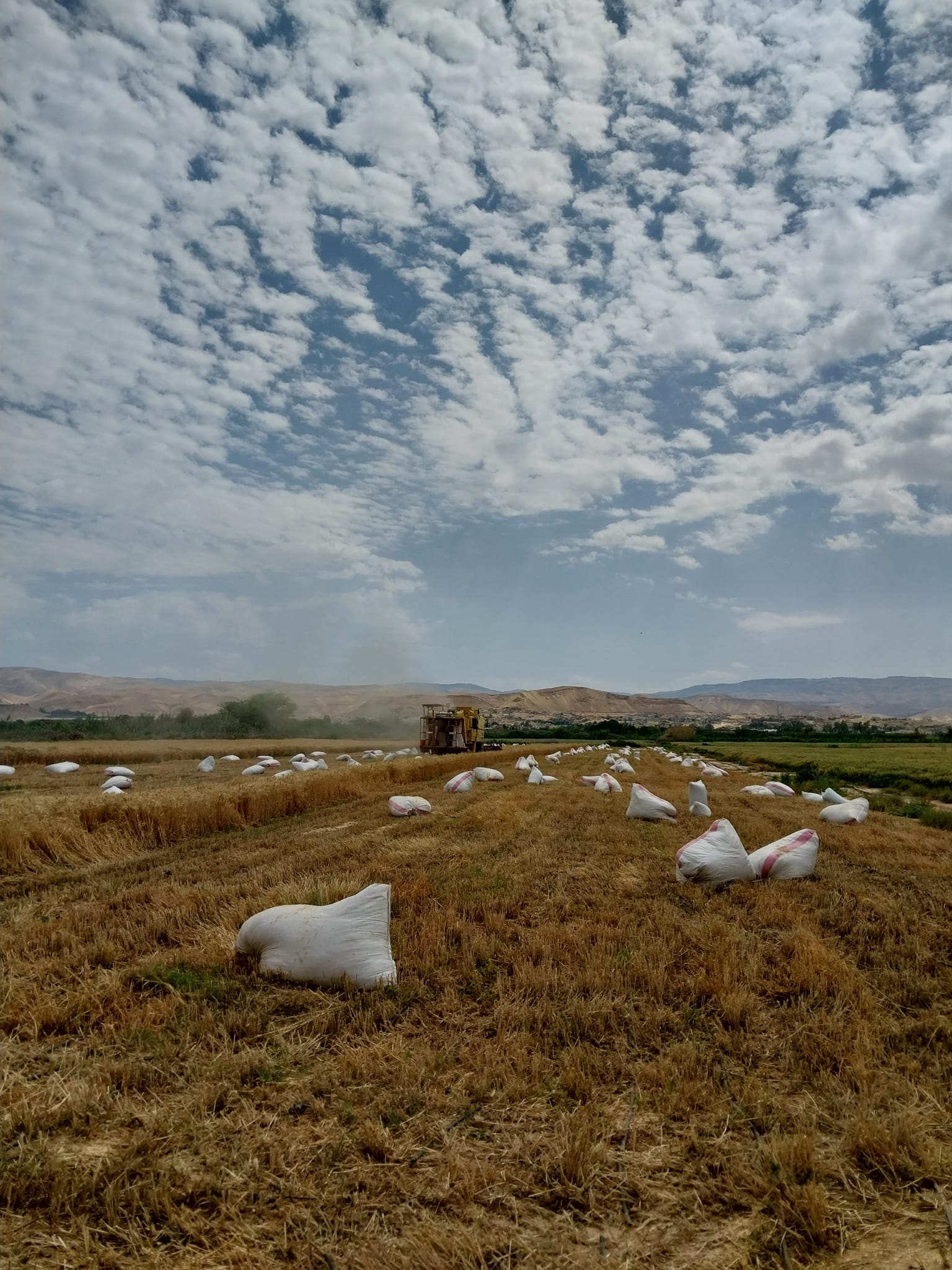 Wheat field